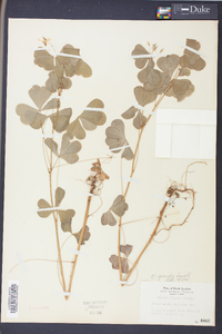 Oxalis grandis image