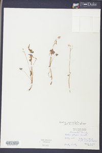 Oxalis corniculata image