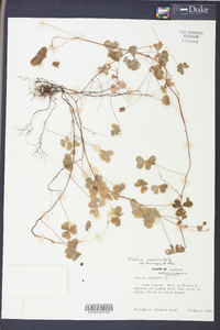 Oxalis corniculata image