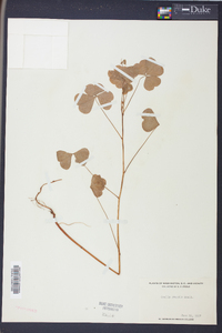 Oxalis grandis image