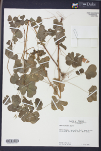 Oxalis grandis image