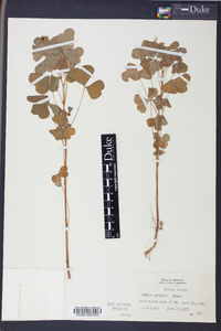 Oxalis grandis image