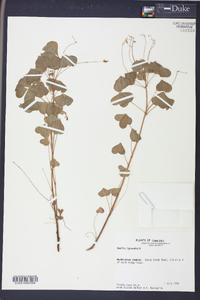 Oxalis grandis image