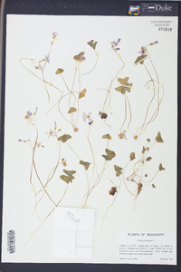 Oxalis violacea image