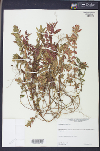 Acalypha gracilens image