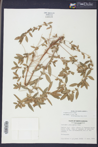 Acalypha gracilens image