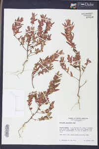 Acalypha gracilens image