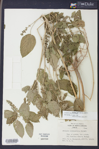 Acalypha ostryifolia image