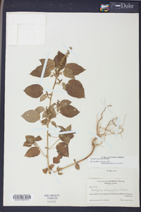 Acalypha ostryifolia image