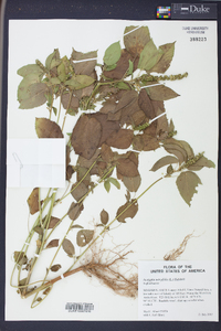 Acalypha ostryifolia image