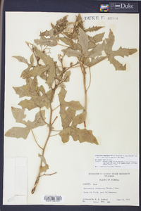 Cnidoscolus urens image