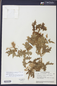 Cnidoscolus urens image