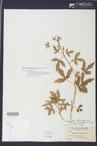 Cnidoscolus urens image