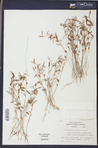 Croton michauxii image
