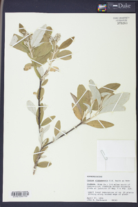 Croton alabamensis image