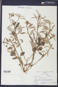 Croton argyranthemus image