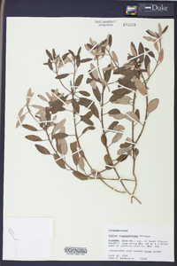 Croton argyranthemus image