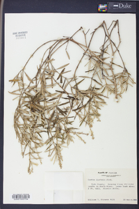 Croton linearis image