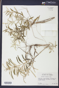 Croton linearis image