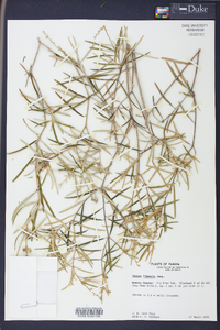 Croton linearis image