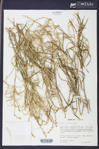 Croton linearis image