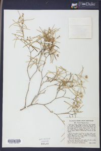 Croton linearis image