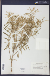 Croton linearis image