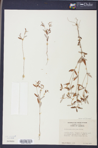 Croton michauxii image