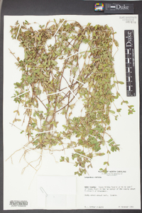 Kummerowia striata image