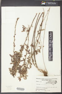 Lespedeza stuevei image