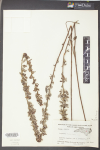 Lespedeza stuevei image