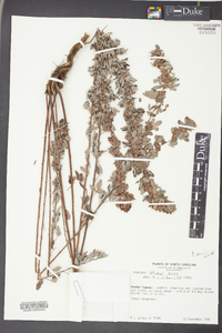 Lespedeza stuevei image