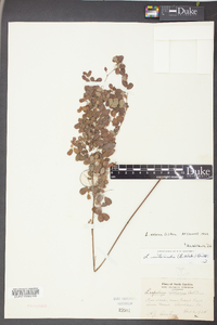 Lespedeza violacea image