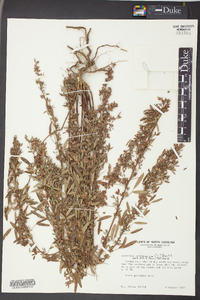 Lespedeza virginica image