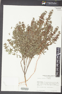 Lespedeza virginica image