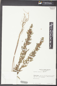 Lespedeza virginica image