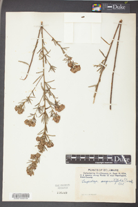 Lespedeza angustifolia image