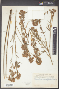 Lespedeza angustifolia image