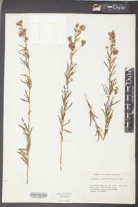 Lespedeza angustifolia image