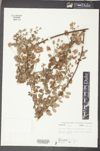 Lespedeza angustifolia image