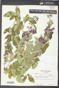 Lespedeza bicolor image