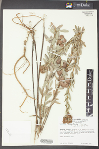 Lespedeza capitata image