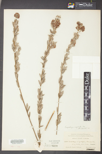 Lespedeza capitata image