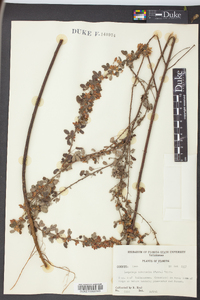 Lespedeza intermedia image