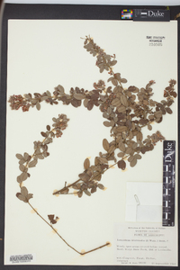 Lespedeza intermedia image