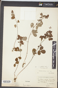 Lespedeza × nuttallii image