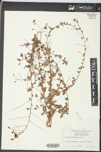 Lespedeza procumbens image