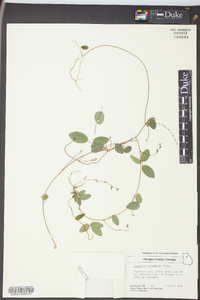 Lespedeza procumbens image