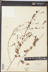 Lespedeza procumbens image