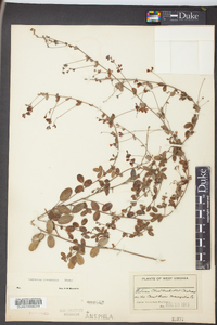 Lespedeza procumbens image